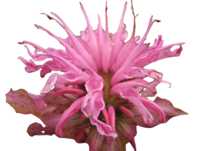 Epimedium (Horny Goat Weed)