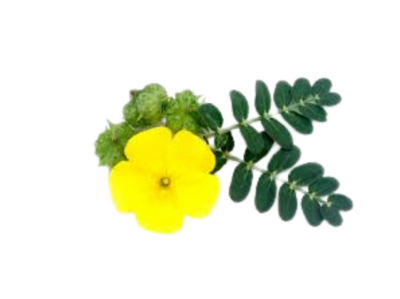 Tribulus Terrestris