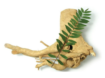 Longjack (Tongkat Ali)